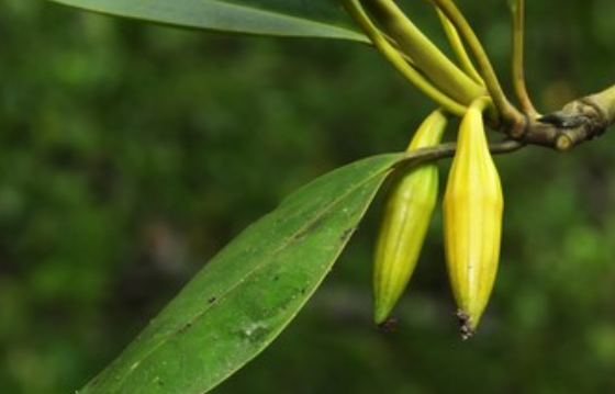 Screen%20Shot%202021 06-05%20at%205.26.06%20PM