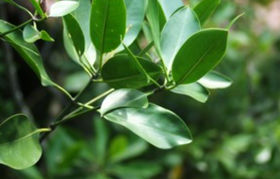 Screen%20Shot%202021 06-05%20at%205.28.28%20PM